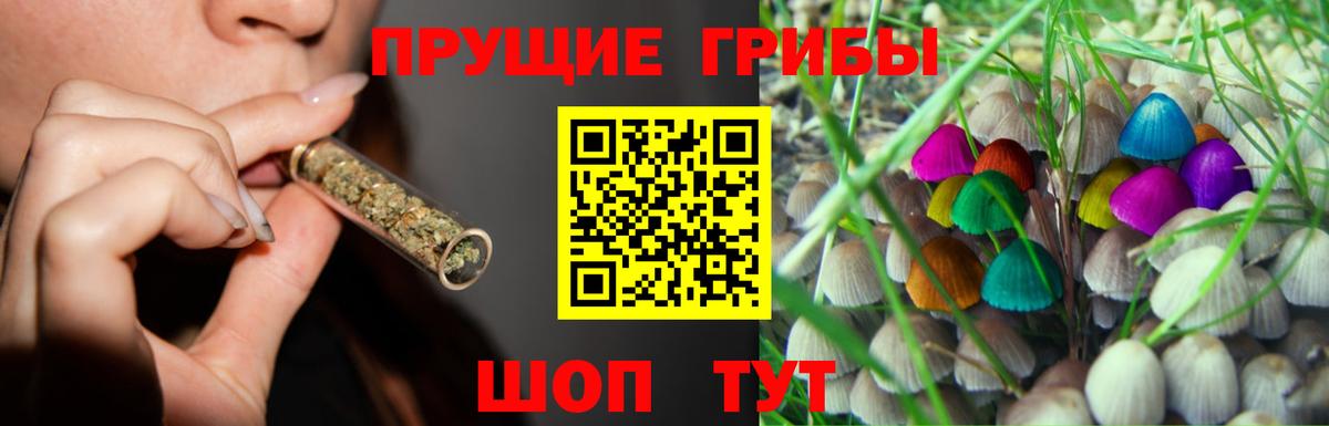 Псилоцибиновые грибы Cubensis  Вход с VPN  Энгельс  Псилоцибиновые грибы прущие грибы 